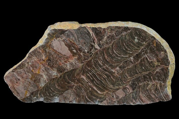 5.2" Polished Stromatolite (Inzeria) Slab - 800 Million Years